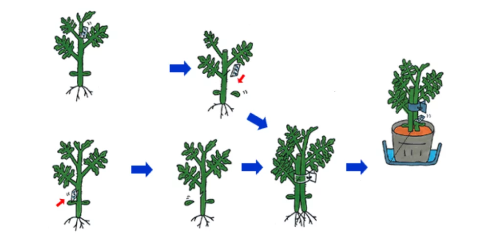 щеплення методом зближення