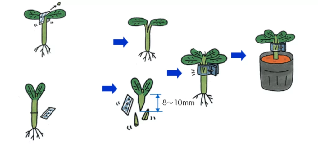 щеплення японським методом