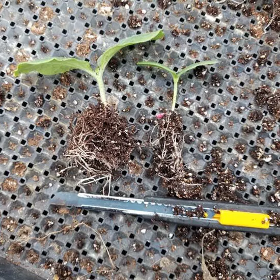 підщепа і прищепа