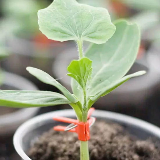 прищеплення овочів