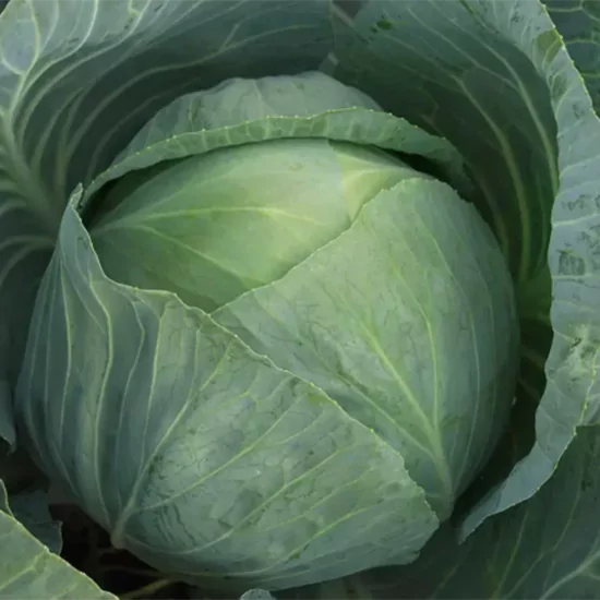 капуста агресор ф1