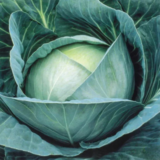 капуста профессор ф1