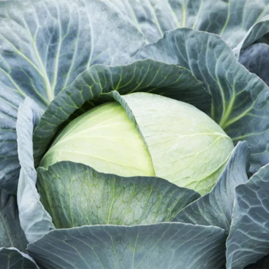 капуста саксессор ф1