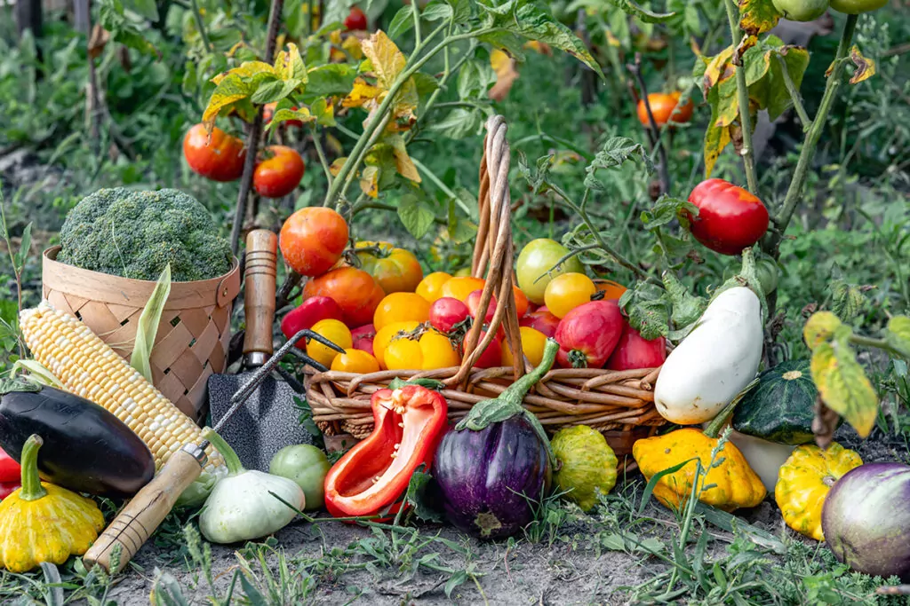 Кошик із зібраними овочами — помідори, баклажани, броколі, патисони