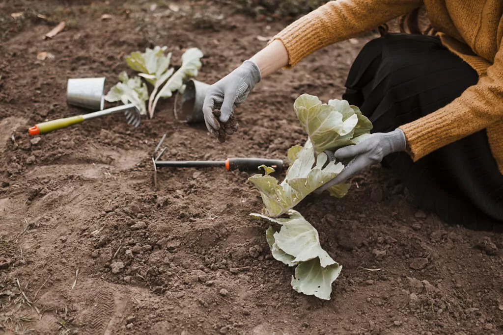 Розсада капусти перед посадкою у грядку