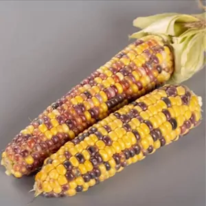кукурудза бордо ф1