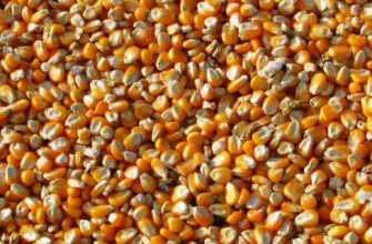 насіння кукурудзи фото